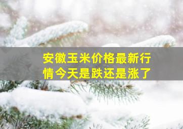 安徽玉米价格最新行情今天是跌还是涨了