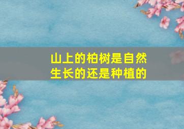 山上的柏树是自然生长的还是种植的