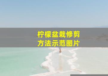 柠檬盆栽修剪方法示范图片