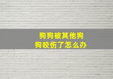 狗狗被其他狗狗咬伤了怎么办