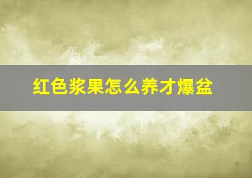 红色浆果怎么养才爆盆