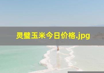 灵璧玉米今日价格